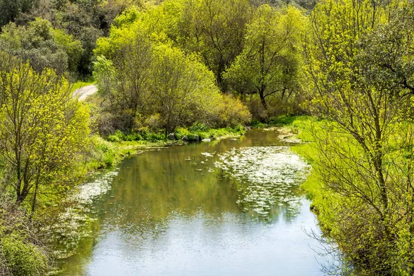 Río Con Mucha Vegetación Alrededor —  Fotos de Stock