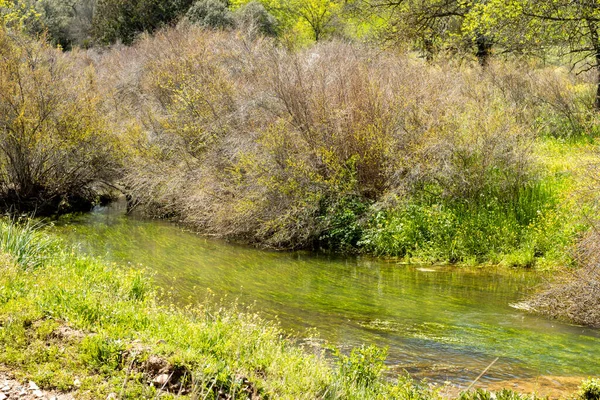 Río Con Mucha Vegetación Alrededor —  Fotos de Stock