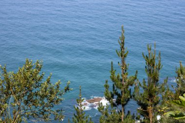 Arka planda deniz olan ağaçların giysileri.