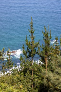 Arka planda deniz olan ağaçların giysileri.