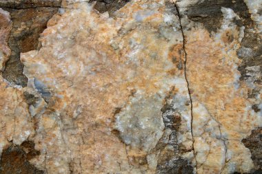Close-up of the surface of marine rocks at low tide