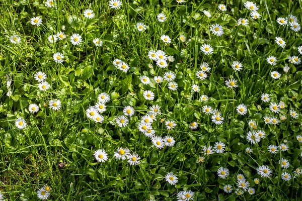 Close Meadow Full Flowers — Stockfoto