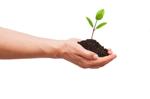 Green Seedling Woman Hands White Background Ecological Earth Day Concept — Stock Photo, Image