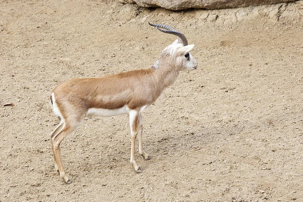 Gazellen Dierentuin — Stockfoto