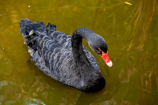 Cisne Negro Zoológico — Fotografia de Stock