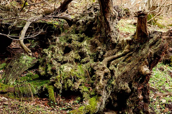 Textures Des Forêts Des Arbres Concept Automne Hiver — Photo