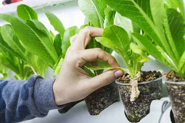 Hortalizas Hidropónicas Que Crecen Invernadero Lechuga — Foto de Stock