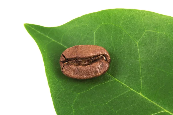 Ψητός Κόκκος Καφέ Φόντο Πράσινου Φύλλου — Φωτογραφία Αρχείου