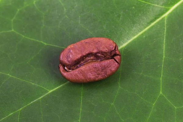 Palone Ziarna Kawy Zielonym Tle Liści — Zdjęcie stockowe