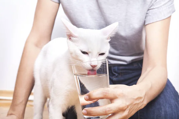 Cat Drinking Water Glass — Stockfoto