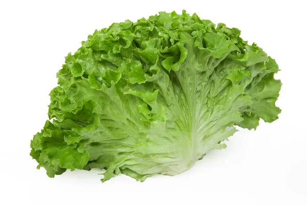 Harvested Fresh Lettuce Plant White Background — Stock Photo, Image