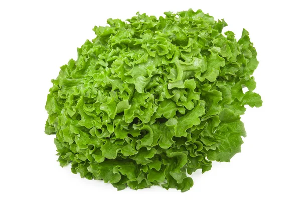 Harvested Fresh Lettuce Plant White Background — Stock Photo, Image