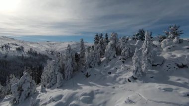 Uzun karlı ağaçlar, çalılar ve gün doğumu. Ormanda kar ve güzel kış manzaraları. Doğa manzarası ve tatil konsepti.
