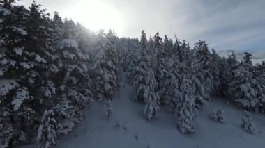 Uzun karlı ağaçlar, çalılar ve gün doğumu. Ormanda kar ve güzel kış manzaraları. Doğa manzarası ve tatil konsepti.