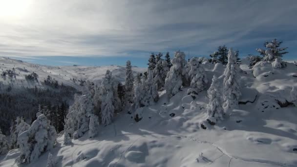 Höga Snöiga Träd Buskar Och Soluppgång Snöar Skogen Och Vackra — Stockvideo