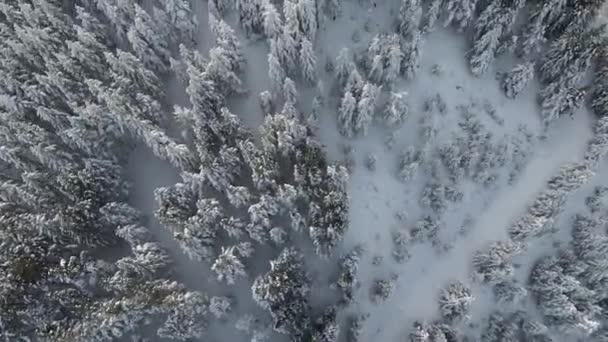 Высокие Снежные Деревья Кусты Восход Солнца Снег Лесу Красивые Зимние — стоковое видео