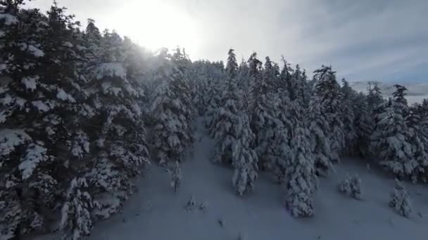 Höga Snöiga Träd Buskar Och Soluppgång Snöar Skogen Och Vackra — Stockvideo