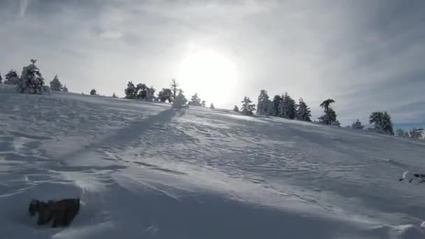 Hohe Schneebedeckte Bäume Büsche Und Sonnenaufgang Schnee Wald Und Wunderschöne — Stockvideo