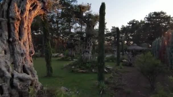 Prachtige Plek Omgeven Door Bomen Uitzicht Het Bos Turkije Marmaris — Stockvideo