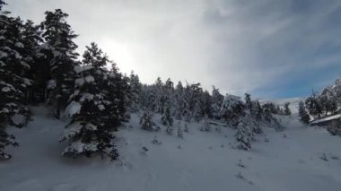  Uzun karlı ağaçlar, çalılar ve gün doğumu. Ormanda kar ve güzel kış manzaraları. Doğa manzarası ve tatil konsepti.