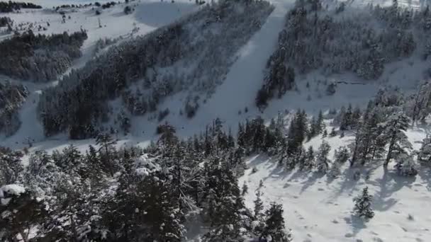 Hohe Schneebedeckte Bäume Büsche Und Sonnenaufgang Schnee Wald Schöne Winterlandschaften — Stockvideo