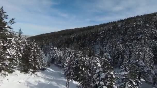 Höga Snöiga Träd Buskar Och Soluppgång Snöar Skogen Och Vackra — Stockvideo