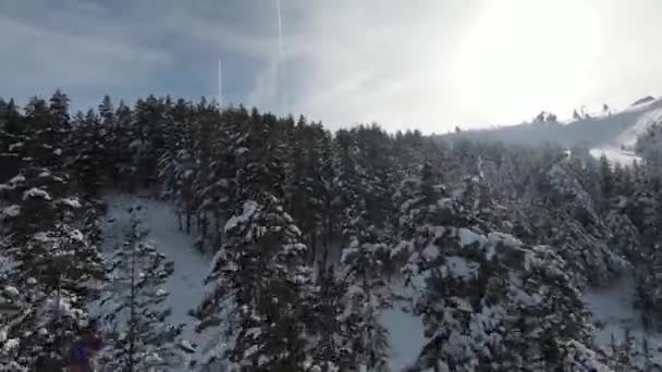 Höga Snöiga Träd Buskar Och Soluppgång Snöar Skogen Och Vackra — Stockvideo