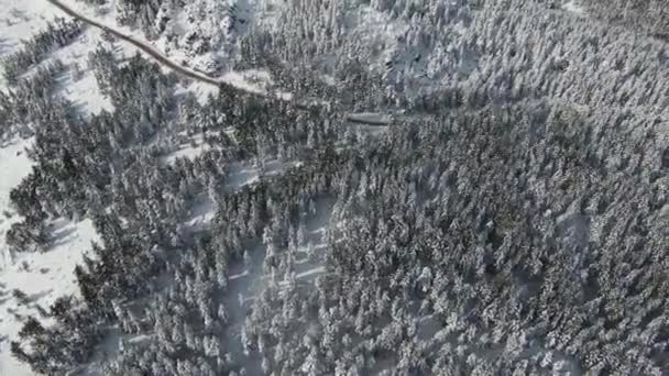 Altos Árboles Nevados Arbustos Amanecer Nieves Bosque Hermosos Paisajes Invernales — Vídeos de Stock