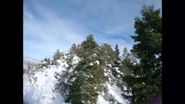Altos Árboles Nevados Arbustos Amanecer Nieve Bosque Hermosos Paisajes Invernales — Vídeo de stock