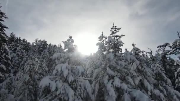 背の高い雪の木 茂みや日の出 森の中の雪や美しい冬の風景です 自然景観と休暇のコンセプト — ストック動画