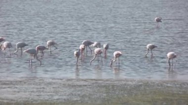Pembe flamingo sürüsü sığ sularda yüzüyor..