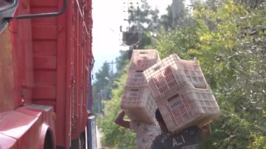Seasonal workers loading truck with boxes of pomegranates.