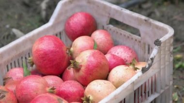 Pomegranate fruits in plastic box. Fruits harvesting.