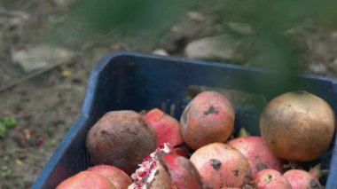 Freshly harvested pomegranates in plastic box close up.