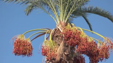 Tropical palm with date fruits on blue sky.