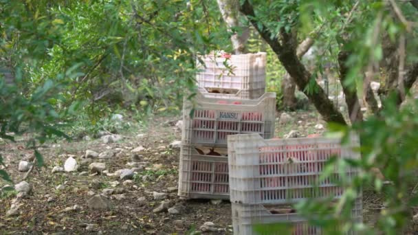 Pomegranate fruits in the boxes in a fruit orchard during harvesting. — Vídeo de Stock