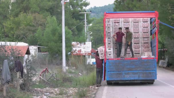 Pracownicy ładują ciężarówkę ze świeżo zebranymi granatami. — Wideo stockowe