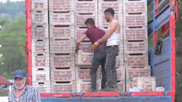 Workers loading truck with freshly harvested. — 图库视频影像