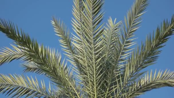 Close up of green palm tree leaves against blue sky background. — Stock video