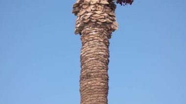 Palm tree with fruits growing on sky background.