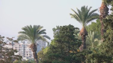 Palm trees at city park. City skyscrapers.