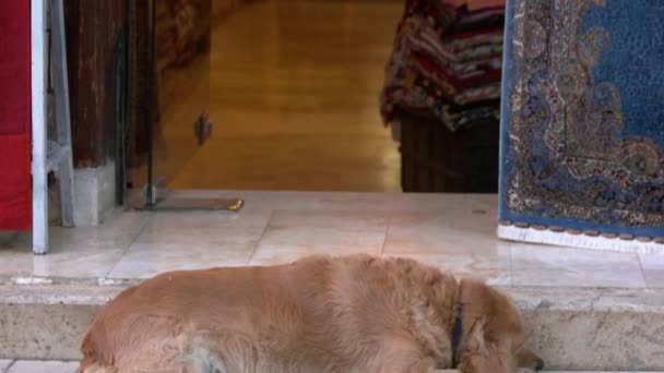 Der Hund schläft vor der Haustür. Viele bunte Teppiche. — Stockvideo