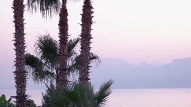 Gün batımında palmiye ağaçları ve arka planda dağlar.