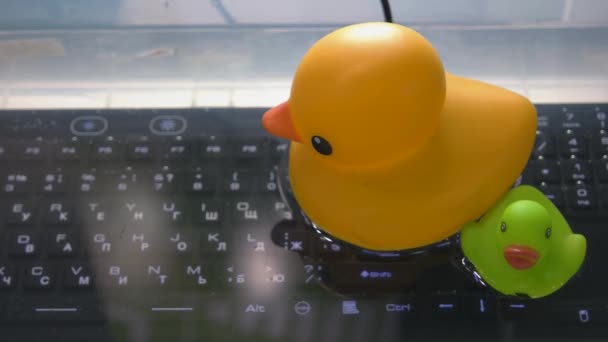 Close-up yellow and green plastic ducks on the water. — Stock Video