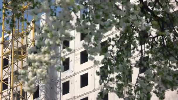 Flores brancas da primavera sobre o fundo do edifício de construção. — Vídeo de Stock