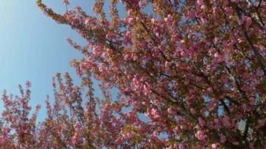 Arka planda açık mavi gökyüzü olan pembe sakura çiçekleri. Çiçek açan kiraz ağacı. Güzel çiçek arkaplanı.