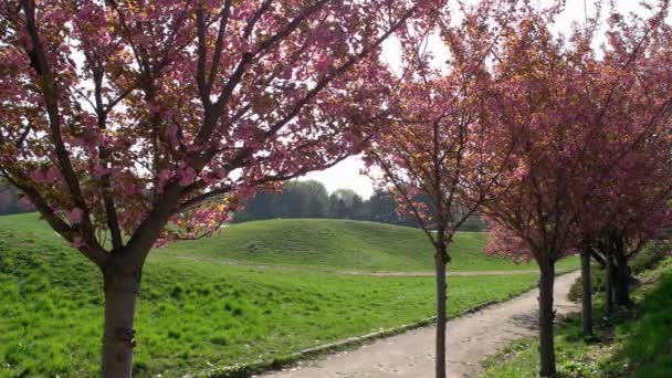공원에는 아름다운 분홍빛 벚나무들이 줄지어 있습니다 사쿠라 나무가 봄철에 피움으로써 — 비디오