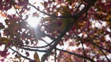 Bahar parkında kiraz çiçeklerinin arasından güneş parlıyor. Pembe sakura çiçekleri ile çiçek açan dal.