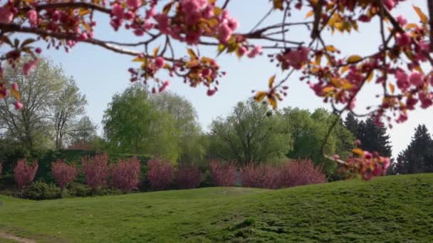 Bir Bahar Günü Botanik Bahçesinde Yeşil Çimlerde Çiçek Açan Sakura — Stok video