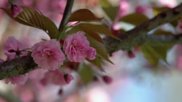 Весной Цветут Ветки Деревьев Розовым Цветком Крупным Планом Ветка Розовыми — стоковое видео